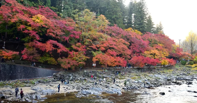 Dot Korankei Autumn Feature Guide Cover E8cf0de82a66 768x403