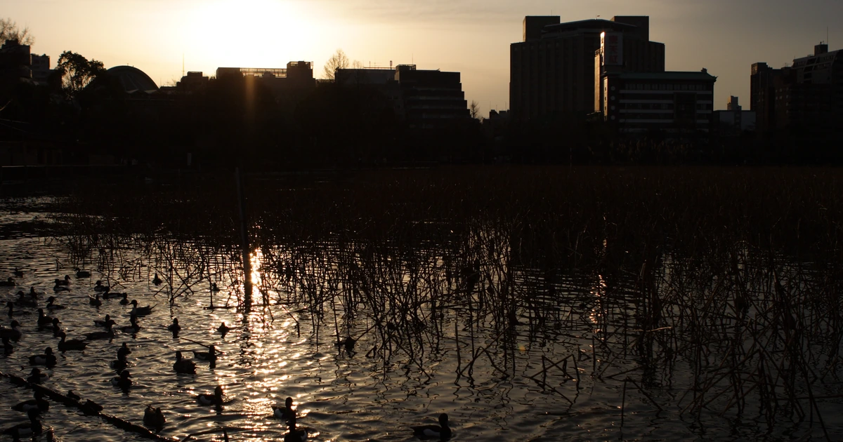 Archival sunset over Shinobazu Pond with dormant lotus stems and waterbirds