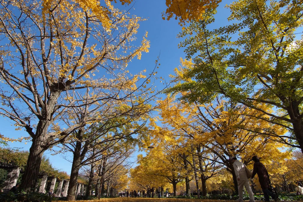 Showa Kinen Park Ginkgo 2026: Foliage, Gates & Night Tickets Golden autumn ginkgo foliage at Showa Kinen Park