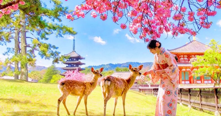 Best of Kyoto & Nara: Kiyomizudera, Nara Park & Todaiji