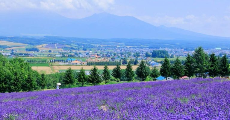 Hokkaido Summer Flower Viewing Day Trip